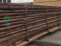 Доска кедровая необрезная
